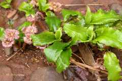 Cryptocoryne cognata